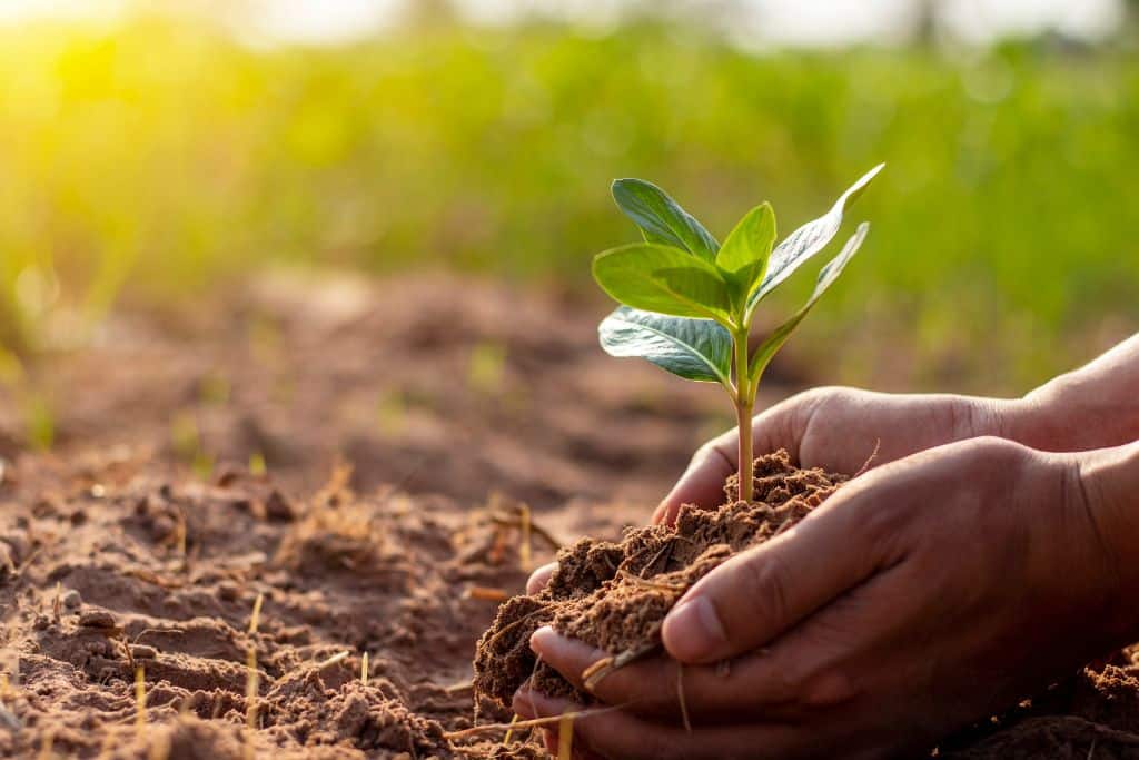 Hands planting a young plant in a field, symbolizing growth