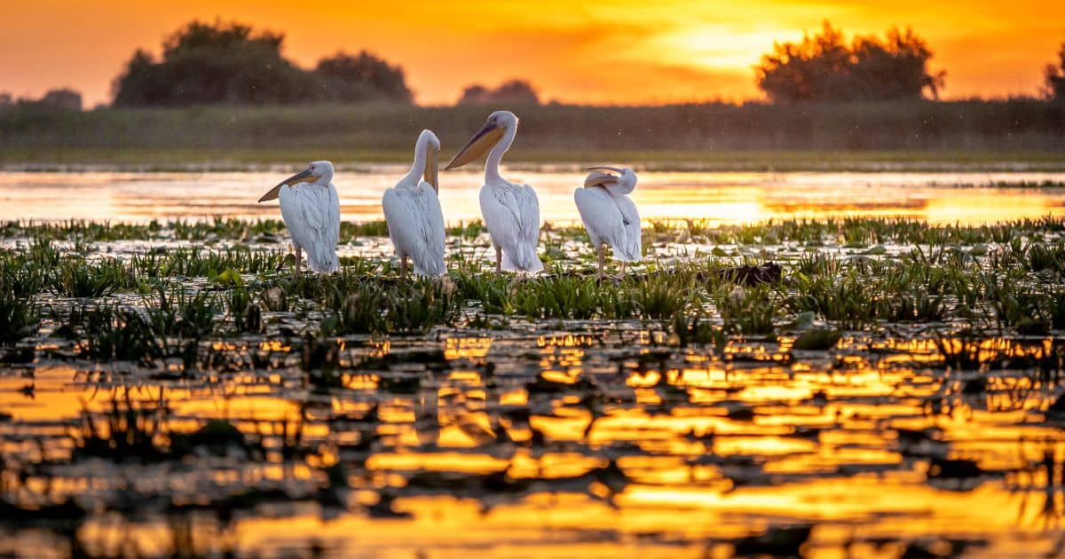 Pelicans at sunrise on the Danube Delta, Romania