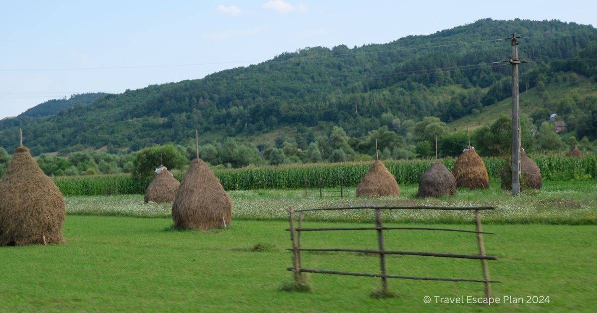 several haystacks in the green countryside of the Maramures region in Romania