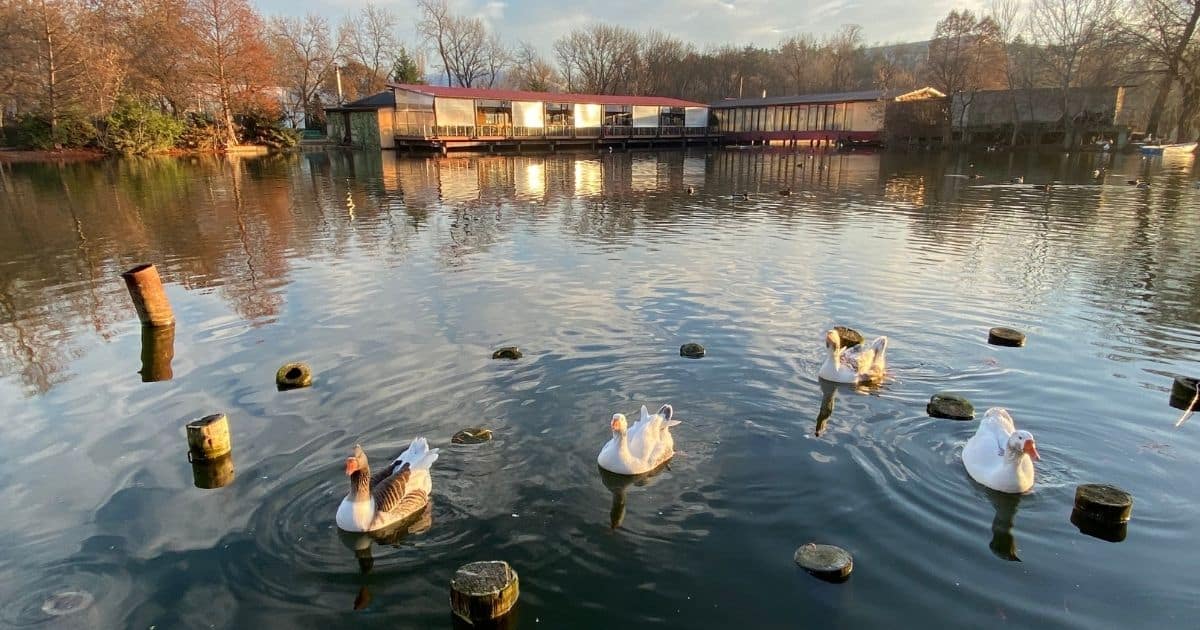 ducks in a lake in the middle of a park in Romania