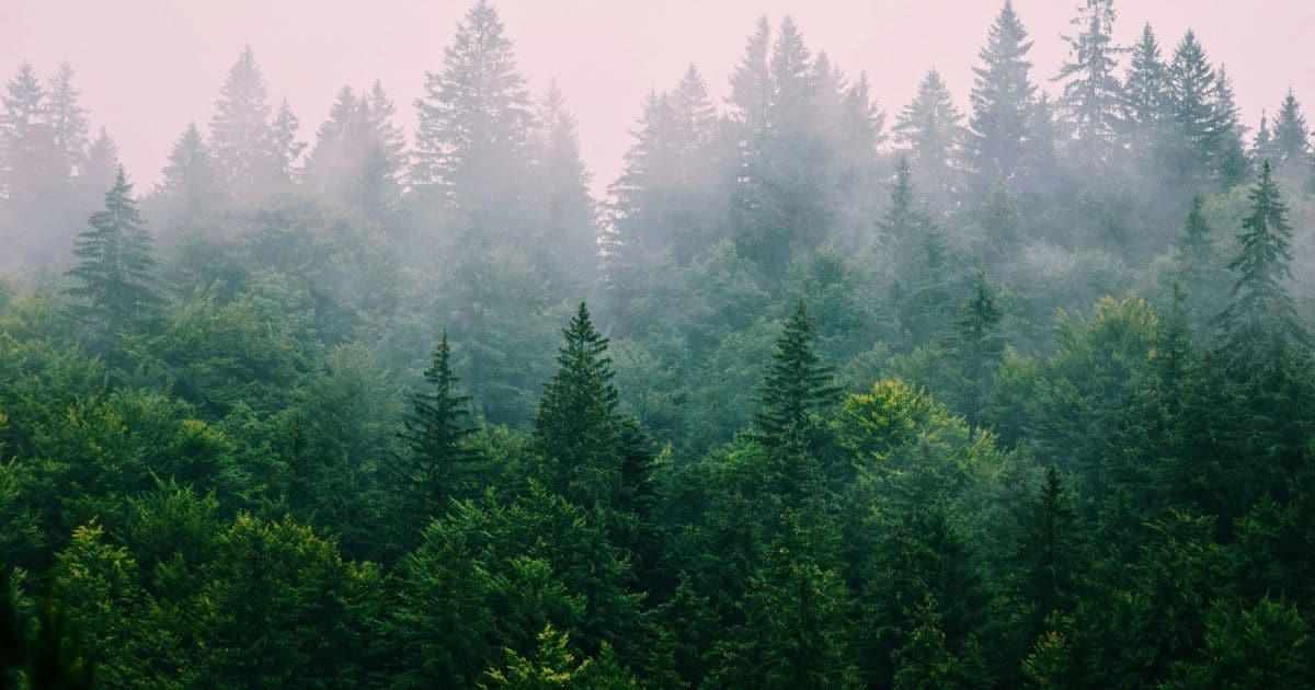 forest filled with lots of trees covered in fog