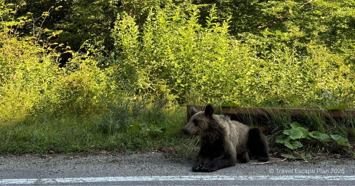 a brown bear waiting on the road 