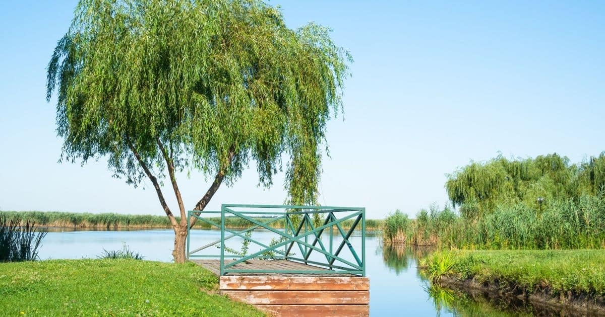 Scenic view of the lake Comana Natural Park near Bucharest, Romania