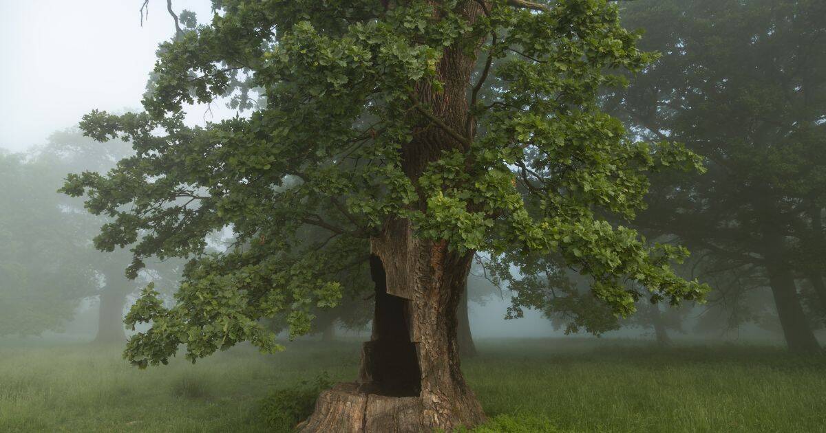 huge oak tree in the middle of Breite Reserve near Sighisoara, Romania