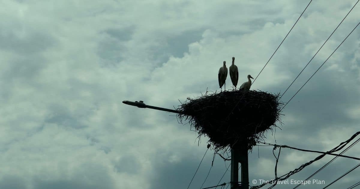 3 storks in a giant storks nest on a street lamp in a rural village in Romania