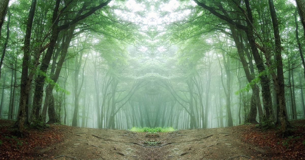 fog in a forest