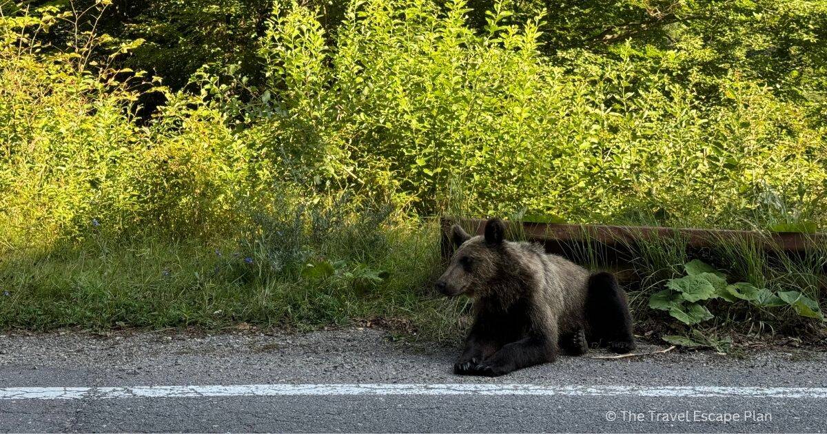 a brown bear patiently waiting on the side of the road on the Transfagarasan Highway, Romania